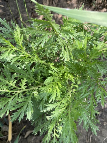 biennial wormwood