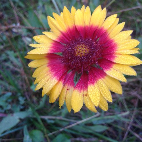 great blanketflower