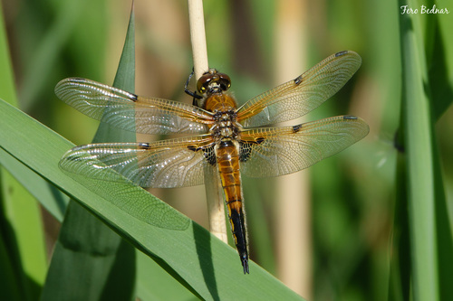 Libellula quadrimaculata