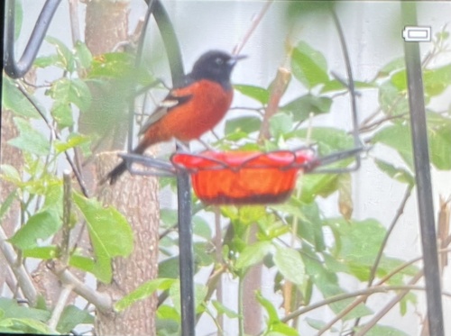 Baltimore Oriole
