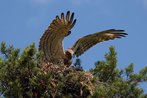 Short-toed Snake-Eagle