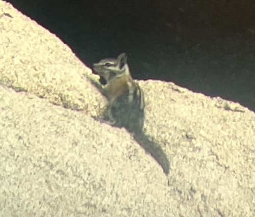 Panamint Chipmunk observed by jimtietz