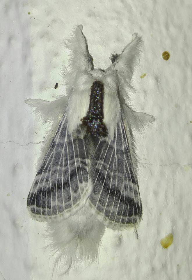 Large Tolype Moth from Texas Hwy 118 North, Fort Davis, TX 79734, USA ...