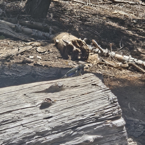 iNaturalist observation photo of Western Fence Lizard