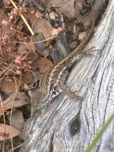 iNaturalist observation photo of Common Sagebrush Lizard