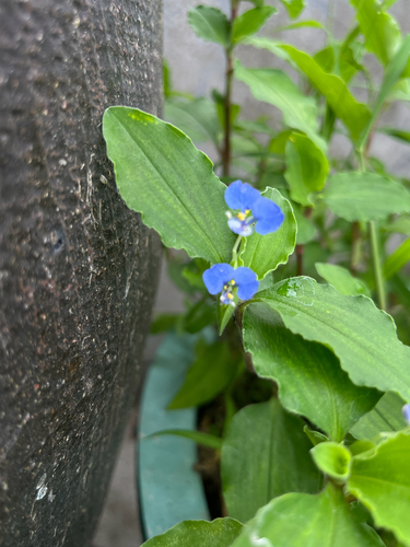 Benghal Dayflower