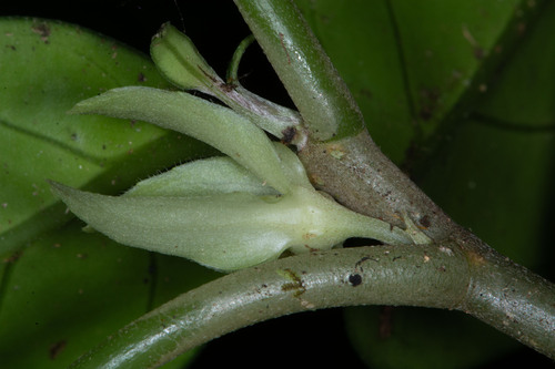 Drymonia rhodoloma