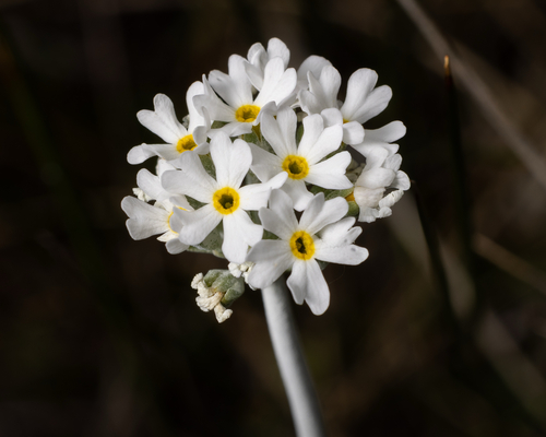 bluedome primrose (Primula alcalina)