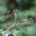 Arracacia atropurpurea - Photo (c) Anne, kaikki oikeudet pidätetään