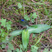 Peruvian Spiderwort - Photo (c) Anne, all rights reserved