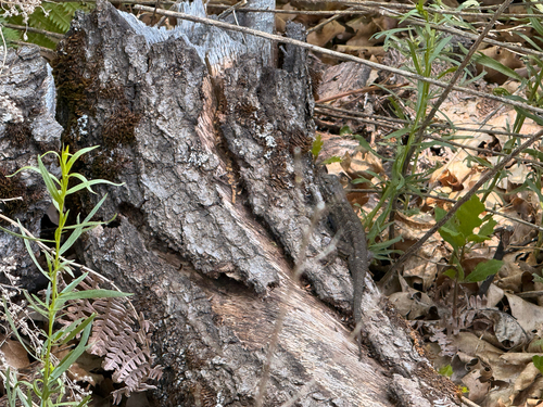 iNaturalist observation photo of Western Fence Lizard