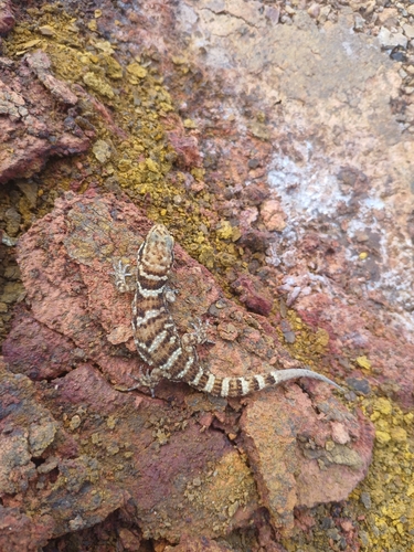 Common Prickly Gecko