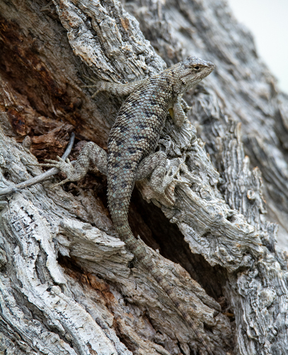 iNaturalist observation photo of Western Fence Lizard