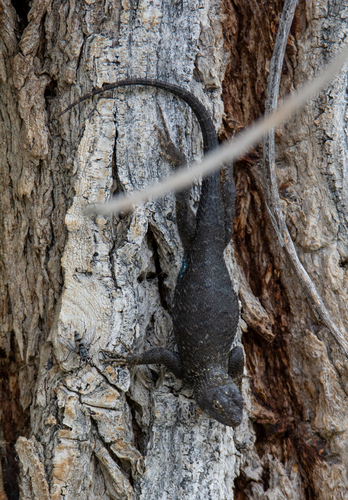 iNaturalist observation photo of Western Fence Lizard