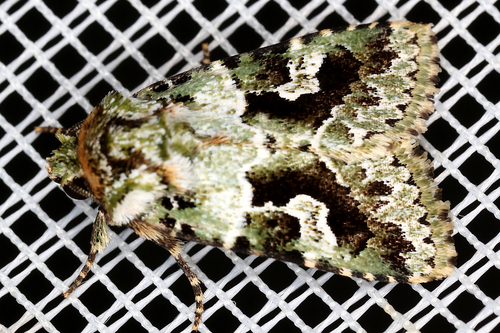 Noctuidae image