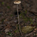 Crinipellis setipes - Photo (c) Owen Ridgen, all rights reserved, uploaded by Owen Ridgen