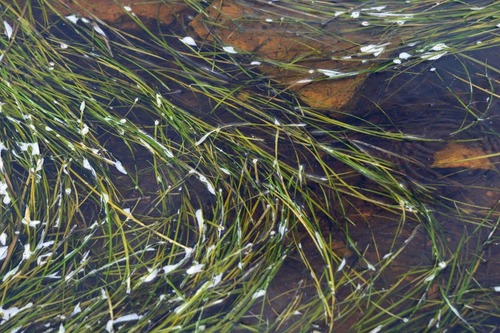 Narrow-leaved Eelgrass (Zostera angustifolia)