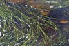 Narrow-leaved Eelgrass - Photo (c) Tig, all rights reserved