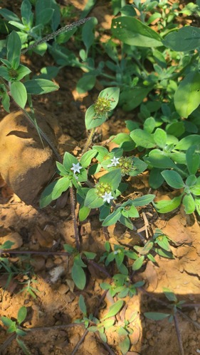 Tropical Mexican Clover