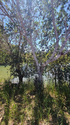 Water Pear