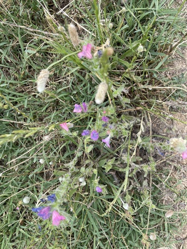 purple viper's-bugloss