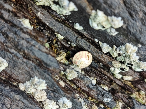 Steromphala umbilicalis