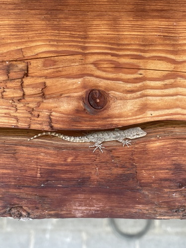 Kotschy's Gecko