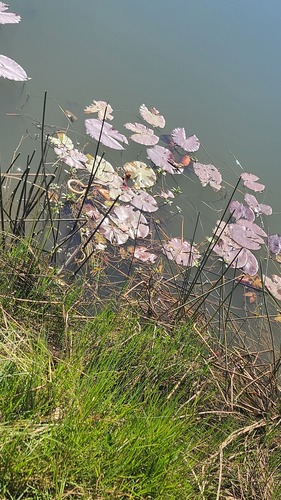 Day Waterlily