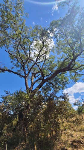 msasa