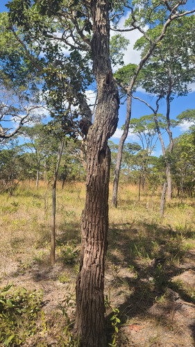 Mnondo