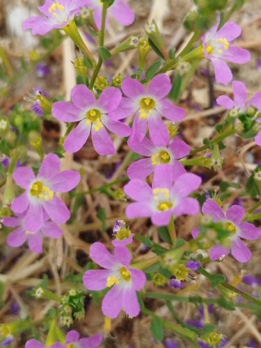 Lythrum acutangulum