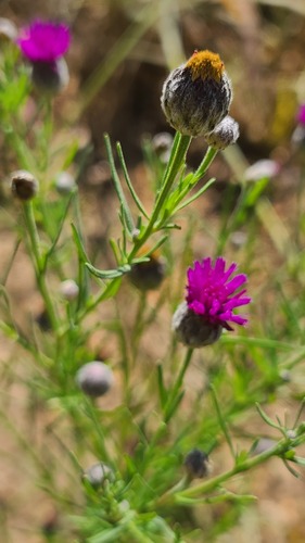 Pincushion Vernonia