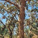 Acacia erythrantha