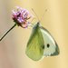 Large White - Photo (c) Freyja Brown, all rights reserved, uploaded by Freyja Brown