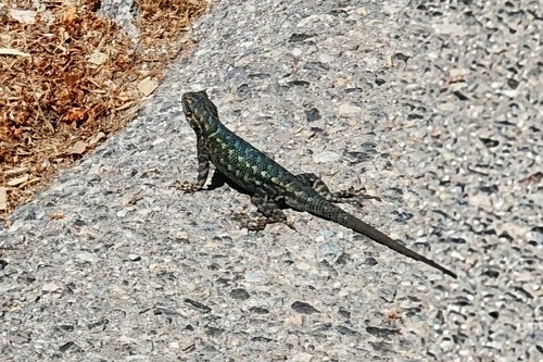 iNaturalist observation photo of Common Sagebrush Lizard