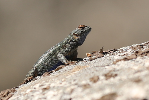 iNaturalist observation photo of Western Fence Lizard