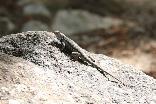 iNaturalist observation photo of Western Fence Lizard