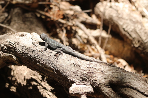 iNaturalist observation photo of Western Fence Lizard