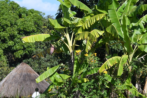 Plantain