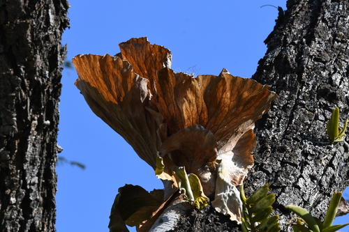 Angola staghorn fern