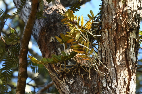 Calyptrochilum christyanum