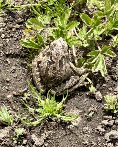 iNaturalist observation photo of Pacific chorus frog