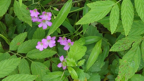 Largeflower pink-sorrel
