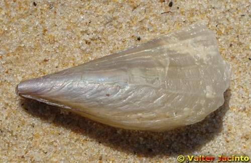 Brittle Pen Shell
