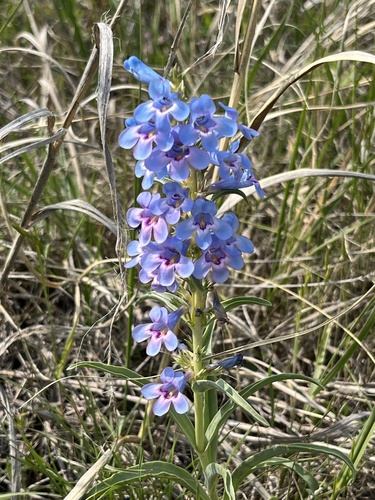 Penstemon angustifolius angustifolius