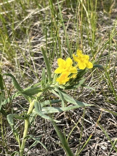 narrowleaf puccoon