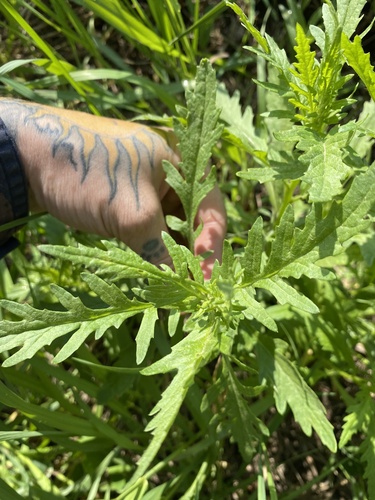 Cut-Leaved Ragwort