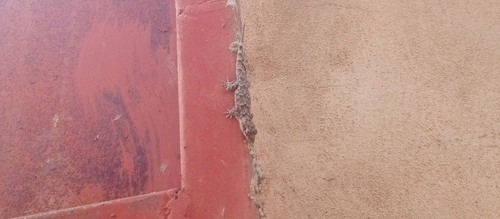 Tropical House Gecko