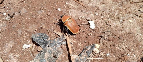Pachnoda marginata rougeoti