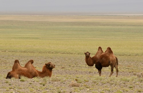 Domestic Bactrian Camel